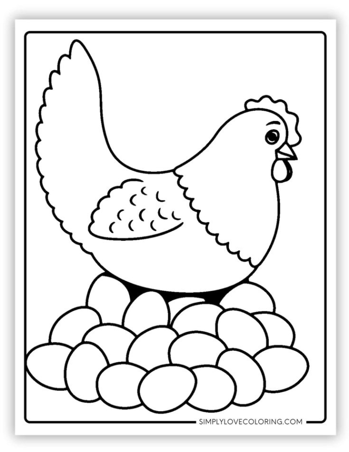 A chicken sitting on eggs A chicken sitting on eggs