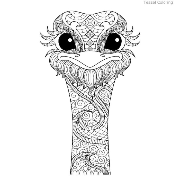 A close-up of an ostrich's head with detailed facial patterns and expressive eyes A close-up of an ostrich's head with detailed facial patterns and expressive eyes