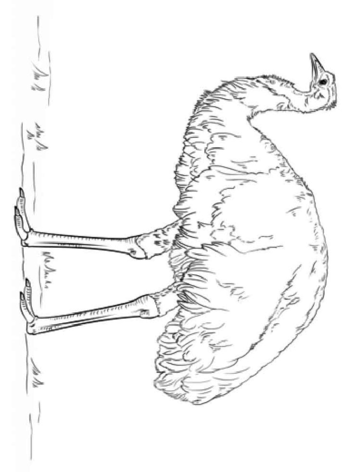 A line drawing of a bird with wings spread sitting on a wall edge A line drawing of a bird with wings spread sitting on a wall edge