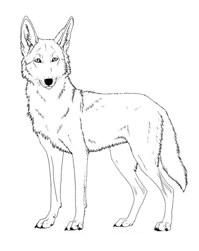 A simple line drawing of a wolf for coloring