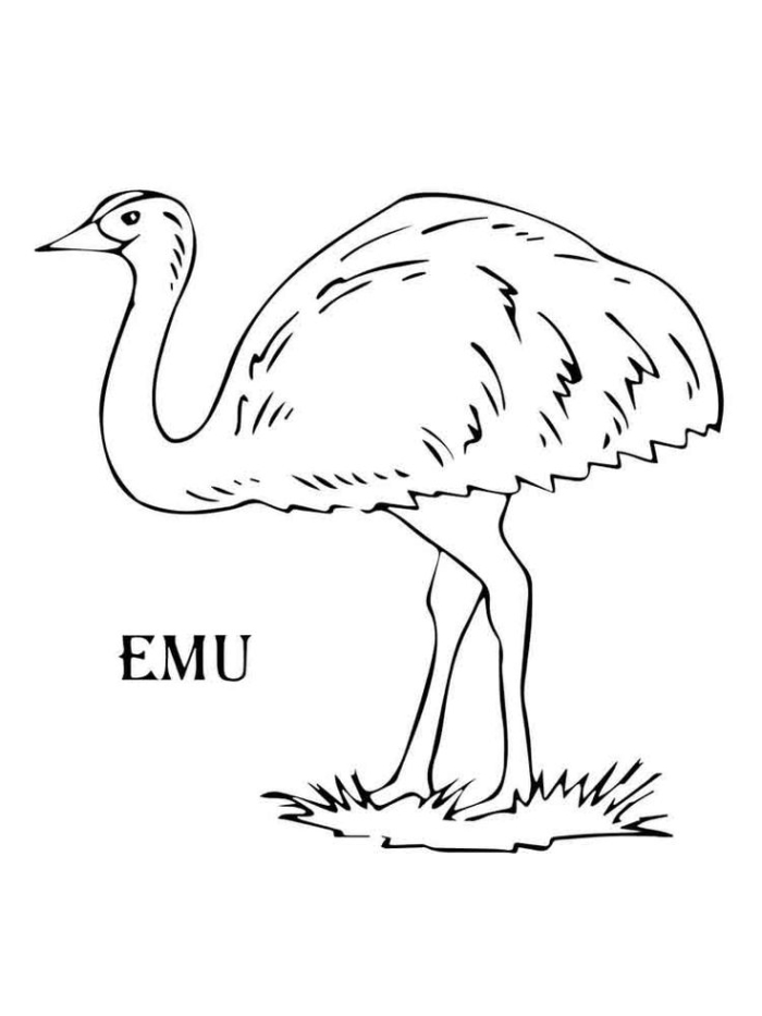 A tall emu stands in the grass A tall emu stands in the grass