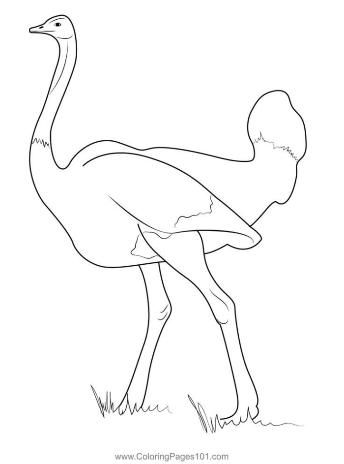Adult bird walking in the grass coloring page Adult bird walking in the grass coloring page