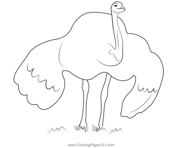 An ostrich standing in the grass An ostrich standing in the grass