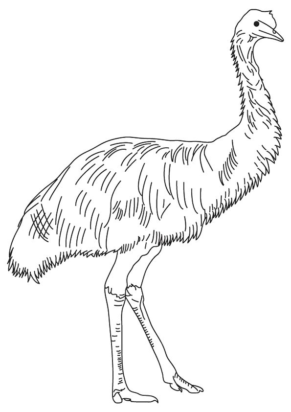 An ostrich standing on one leg and looking at the ground An ostrich standing on one leg and looking at the ground