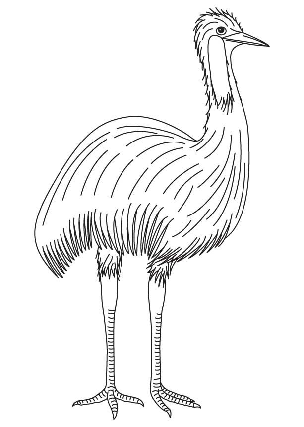 An ostrich standing on one leg with long legs and a small head An ostrich standing on one leg with long legs and a small head