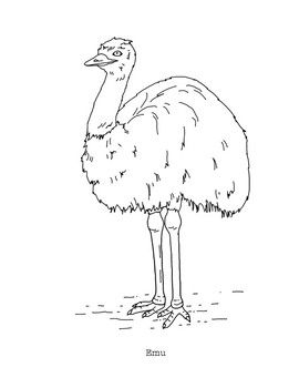 An ostrich standing on the ground with its head turned to the side An ostrich standing on the ground with its head turned to the side